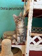 BELLA